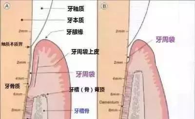 牙组织图.jpg